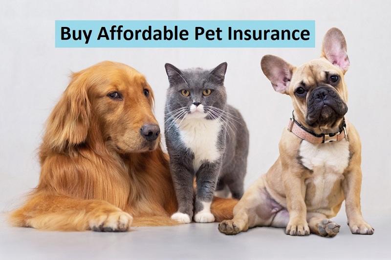 Affordable Pet Insurance California